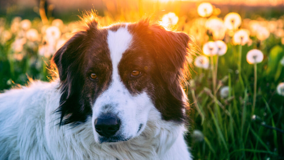 dog portrait in dandelion field at sunset dog portrait in dandelion field at sunset