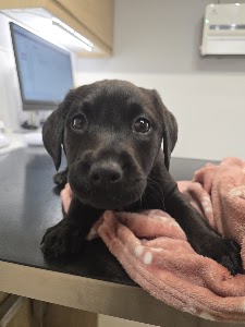Surrey Family Vets place picture