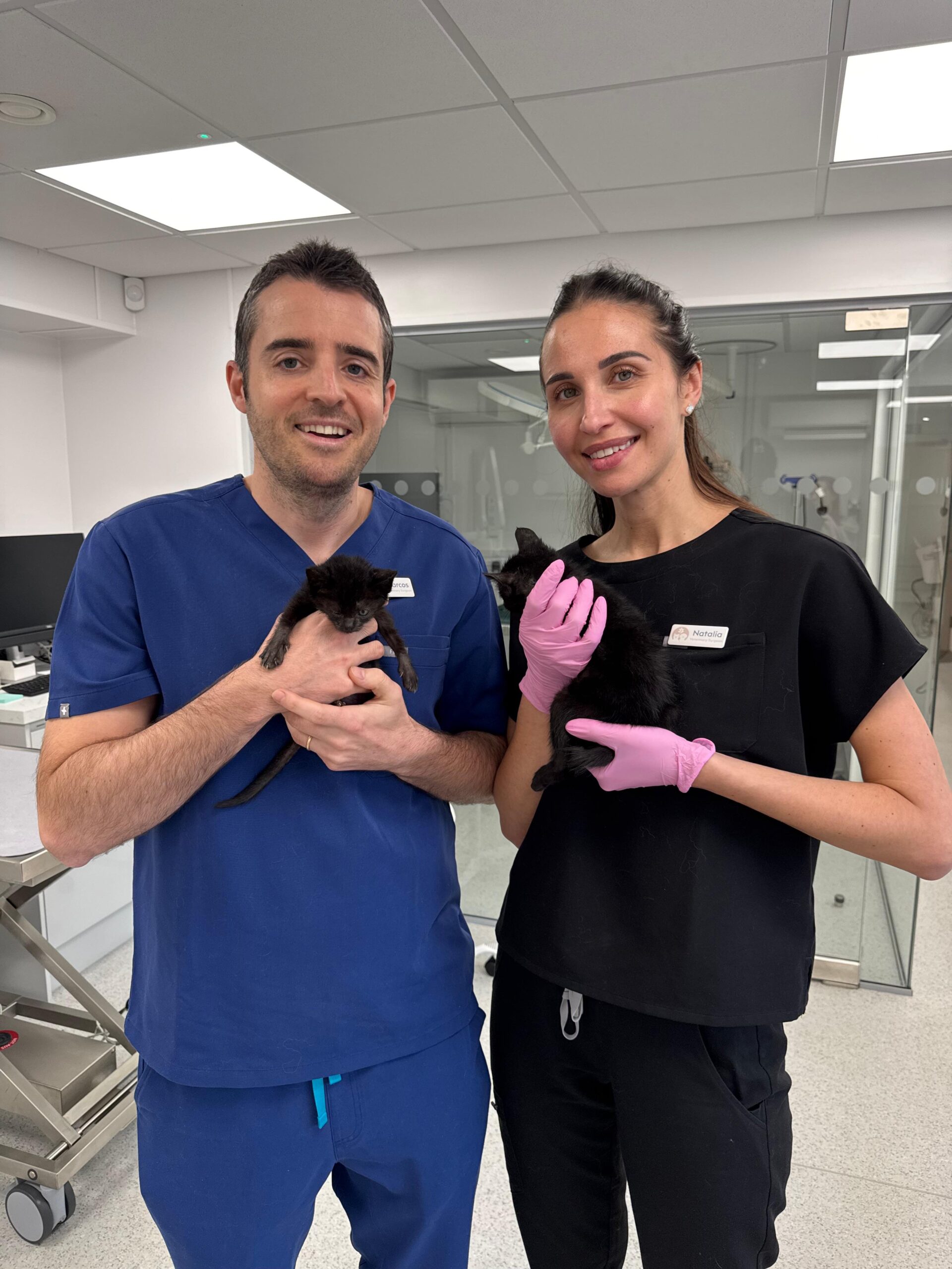 Surrey Family Vets clinicians caring for two kittens