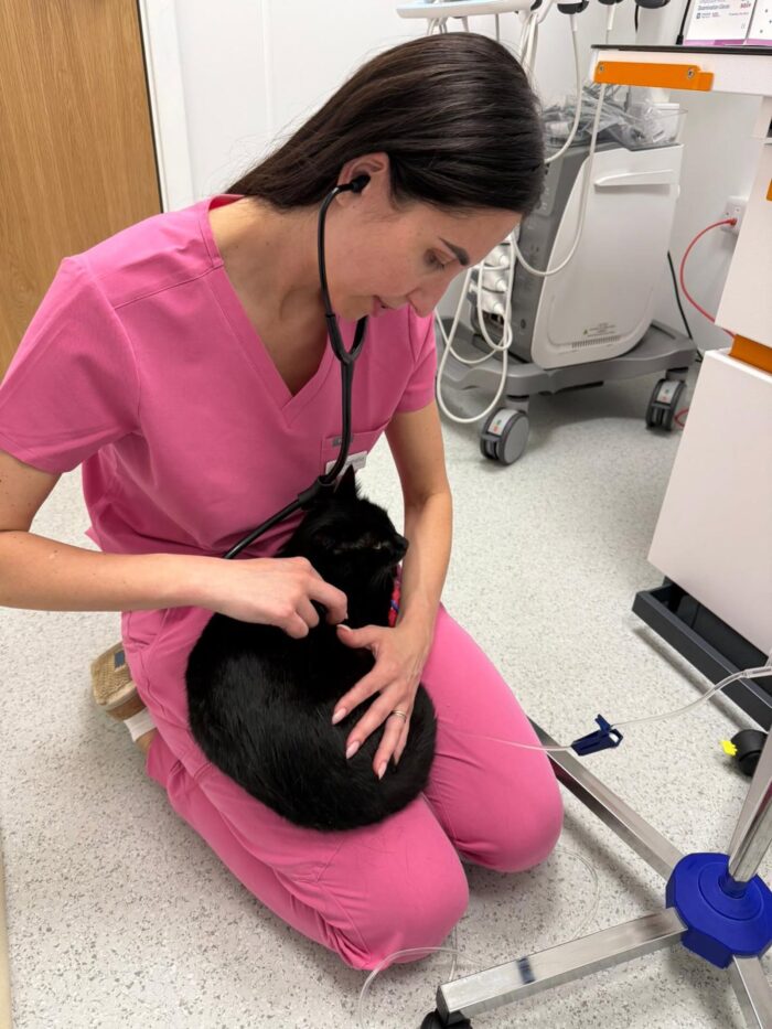 Simple, Affordable Care for Your Pet – All Year Round